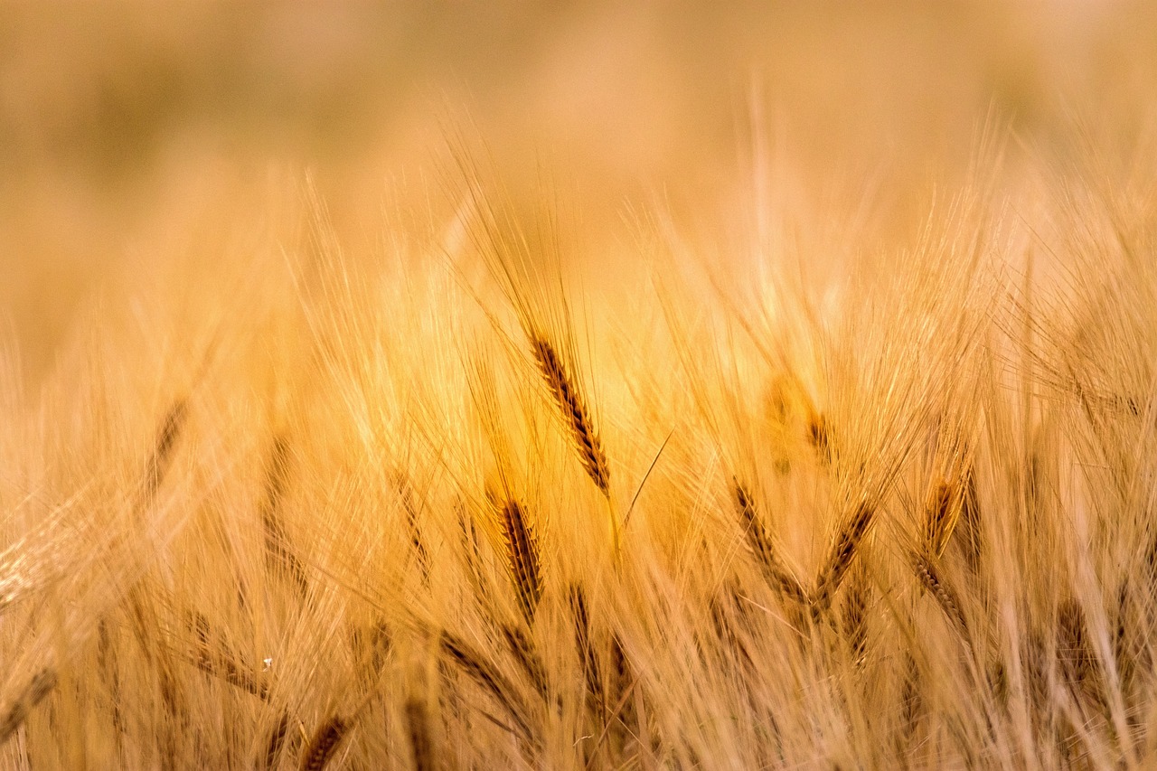 Best Eco-Farming Techniques to Maximize Crop Yield